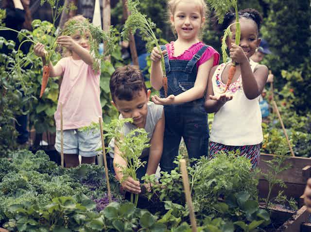Group of children in vegetable garden picking carrots