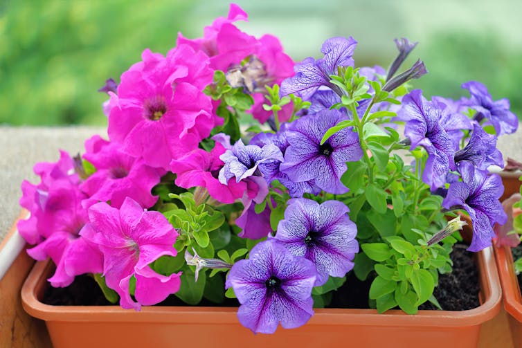 A pot of pink and purple petunias.
