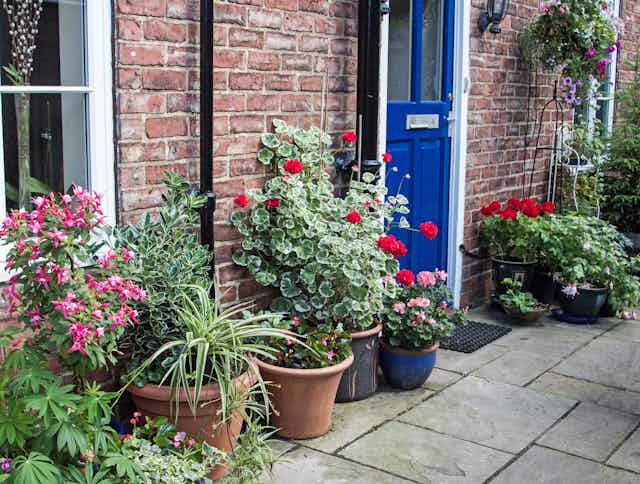 The front door of a house surrounded by potted plants on the pavement.