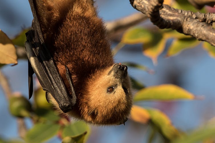 A bat hangs upside down from a branch.
