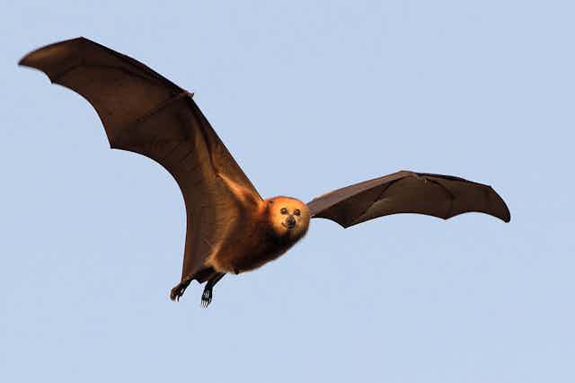 A large flying bat smiles at the camera
