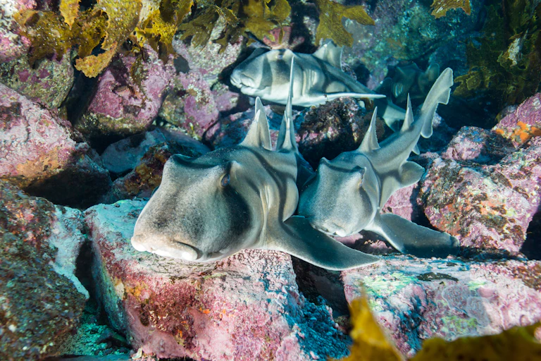 A Port Jackson shark swimming near kelp