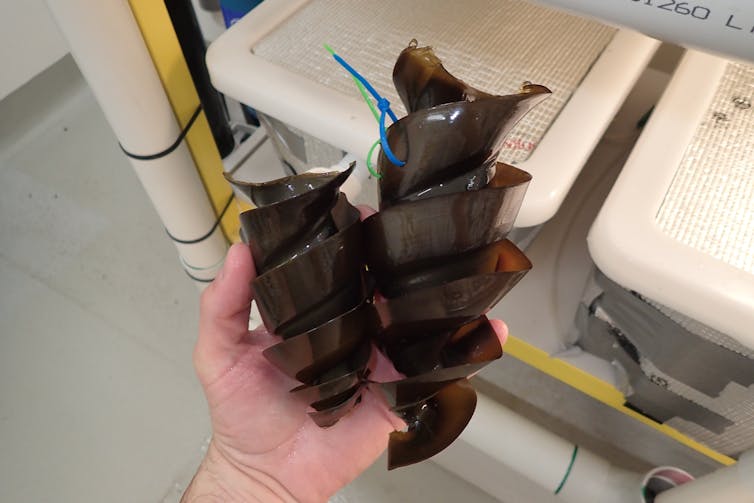 Two brown, spiralled shark eggs: one is about half the size of the other