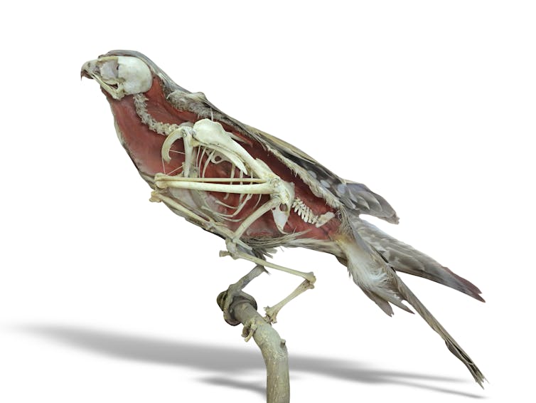 A falcon illustration with its skeleton inside visible.