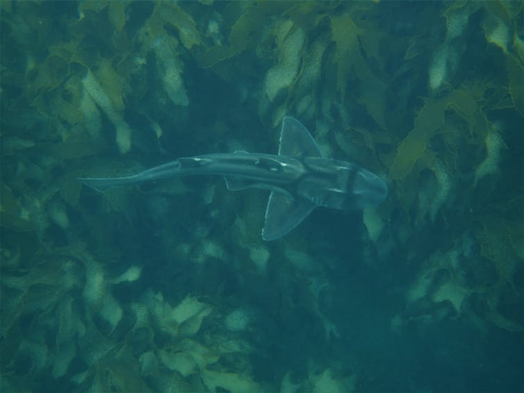 The top of a swimming Port Jackson shark