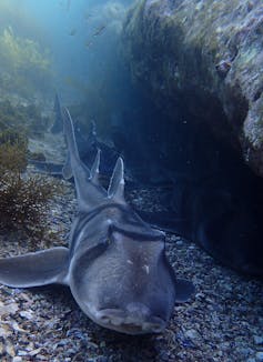 A Port Jackson shark swimming on the sea bed