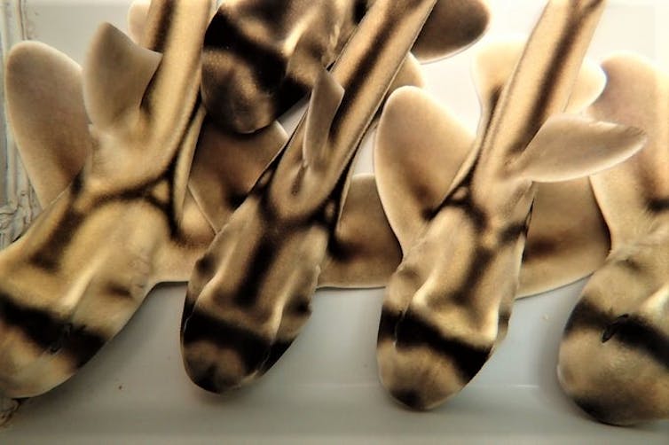 Juvenile Port Jackson sharks