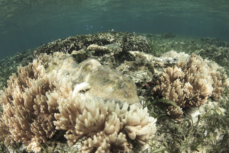 Coral bleaching