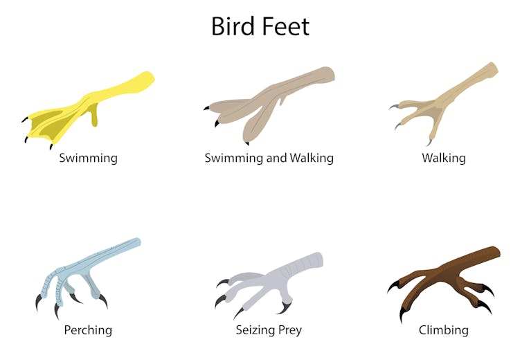Diagram showing different types of bird feet