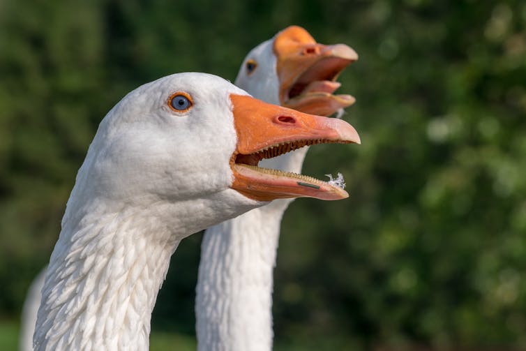 Geese with open mouths
