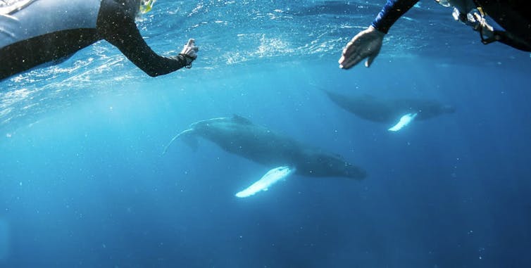 Two people swimming in waters with humpback whales.