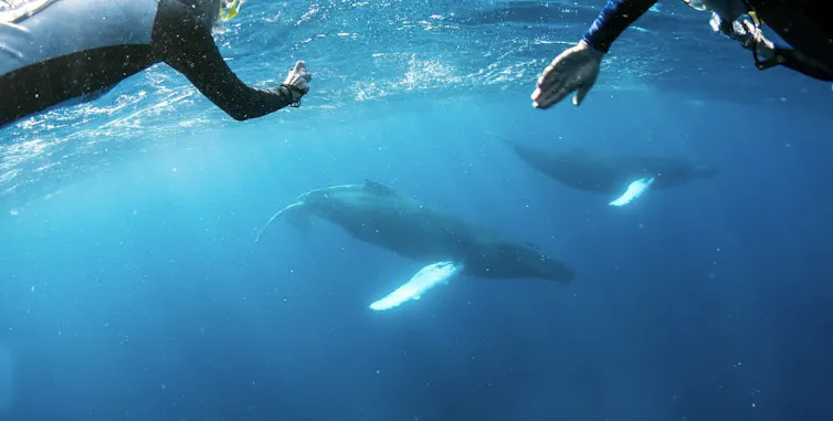 Two people swimming in waters with humpback whales.