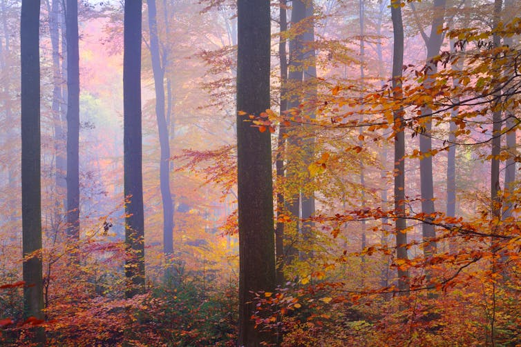 A misty forest with trees displaying autumn colours.