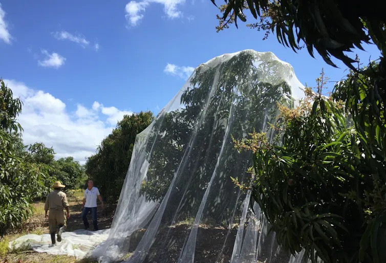 A tree covered in a net.