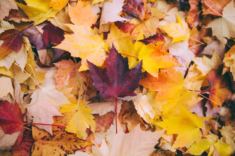 A pile of yellow and orange maple leaves with a dark red leaf in the middle.
