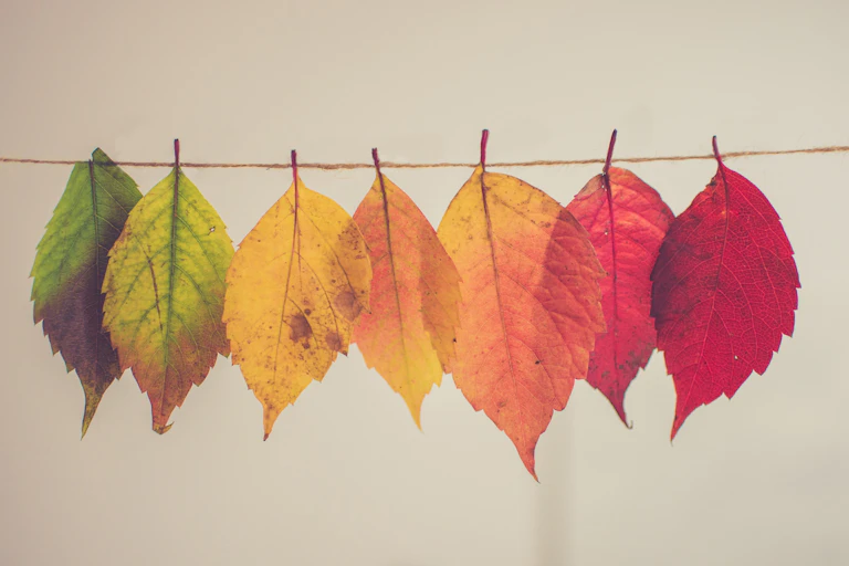 Tree leaves arranged in a line from green to red.