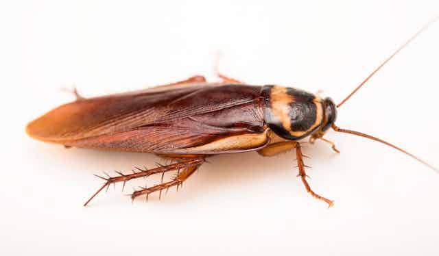 An Australian cockroach on a white background.