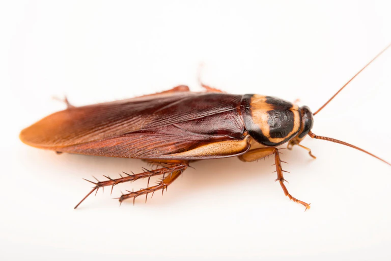 An Australian cockroach on a white background.