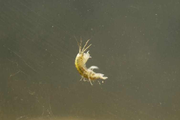 A small, pale shrimp suspended in water.