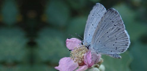 Durante el último milenio, la concentración de gases de efecto invernadero en la atmósfera, la temperatura y la precipitación han sufrido cambios continuos.