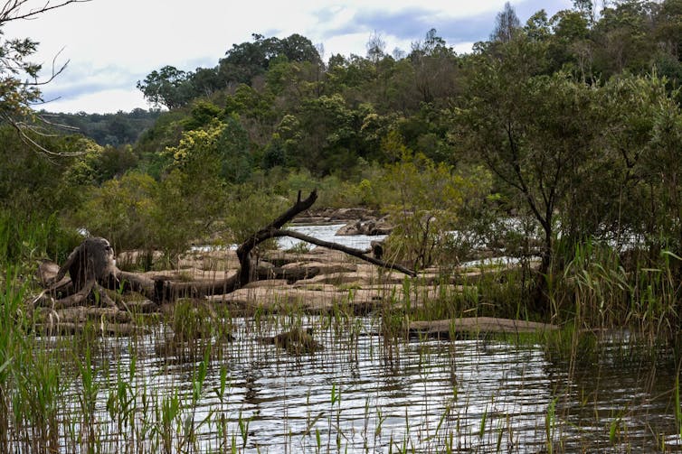 The Mitchell River