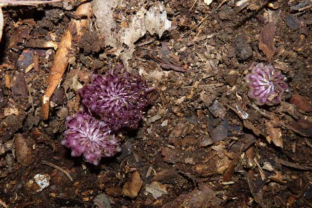 Three pink flower tops of _Rhizanthella speciosa_ poking out of leaf litter