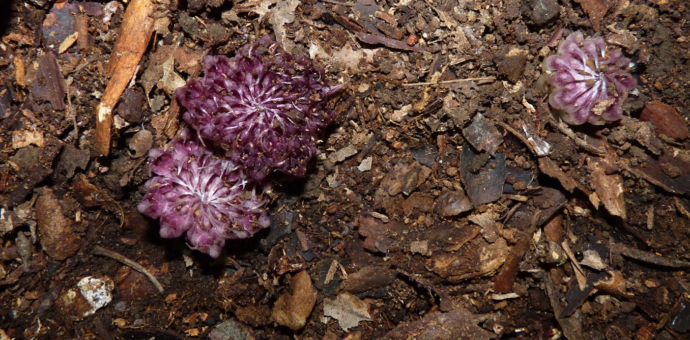 Like finding life on Mars': why the underground orchid is Like finding life on Mars': why the underground orchid is