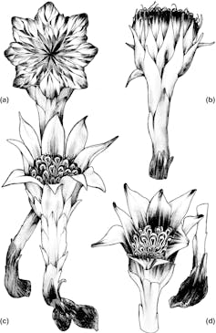 The floral structures of four described species of _Rhizanthella_