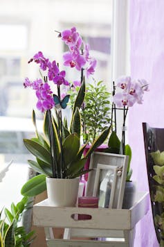Moth orchids with purple flowers in a pot