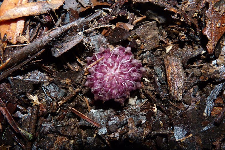 The pink flower head of the _Rhizanthella speciosa_