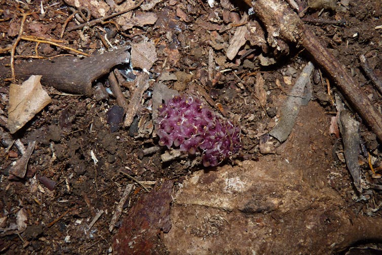 why the underground orchid is Australia's strangest, most mysterious flower
