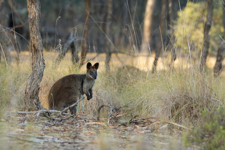 A swamp wallaby in the bush
