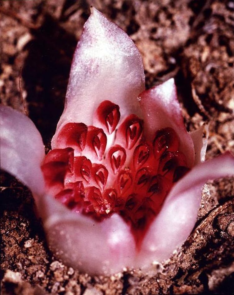 why the underground orchid is Australia's strangest, most mysterious flower