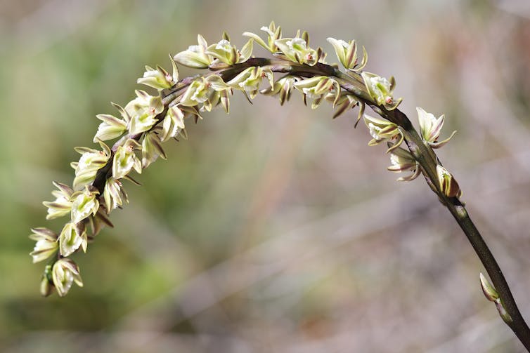 Leek orchid