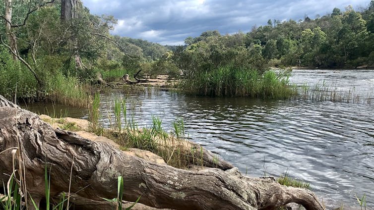 Mitchell River scene