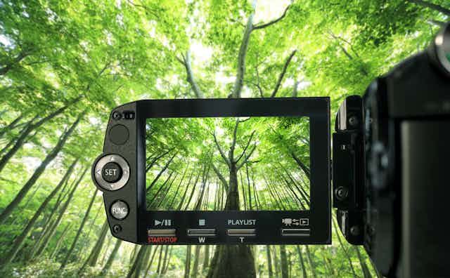 View of forest through camcorder.