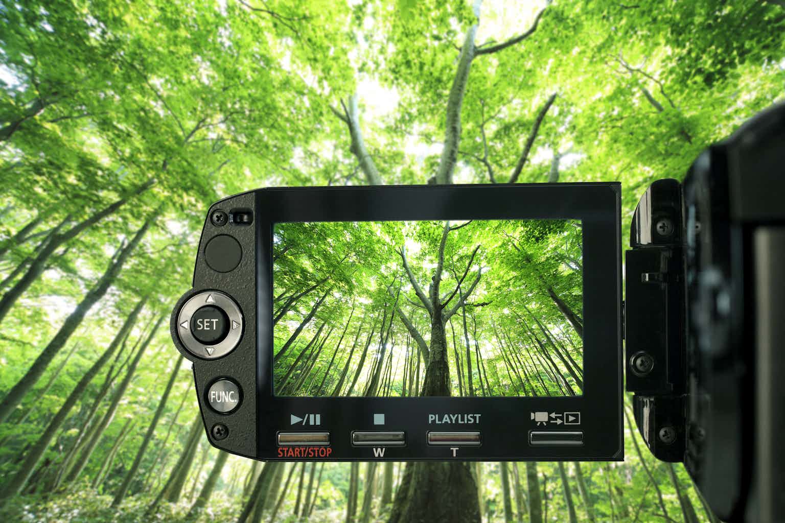 View of forest through camcorder.