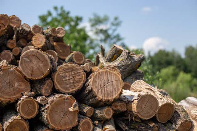A pile of chopped firewood.