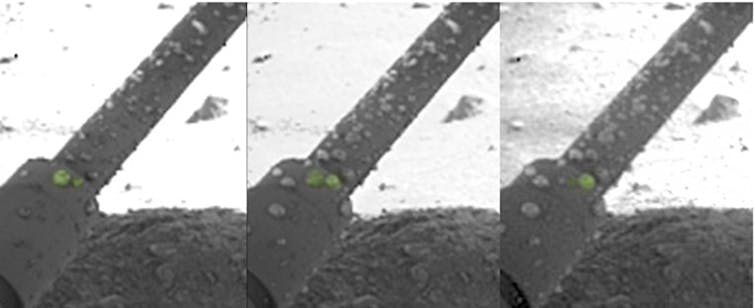 Saline droplets on Mars lander legs