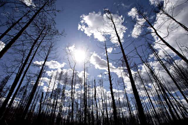 A stand of burnt trees with the sun and clouds behind them.