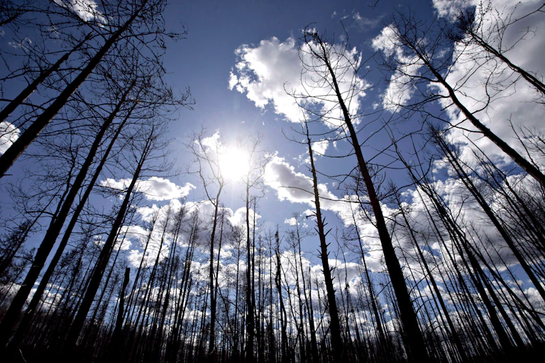 A stand of burnt trees with the sun and clouds behind them.
