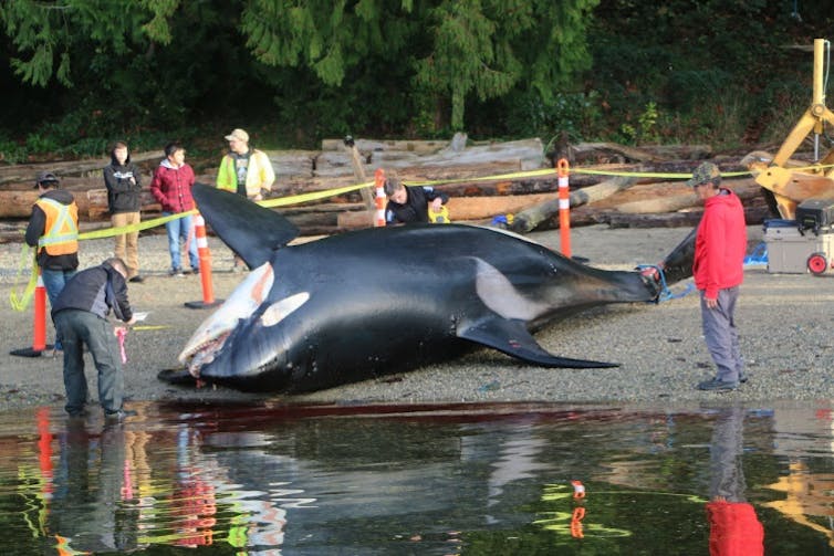 A dead killer whale lies on a beach