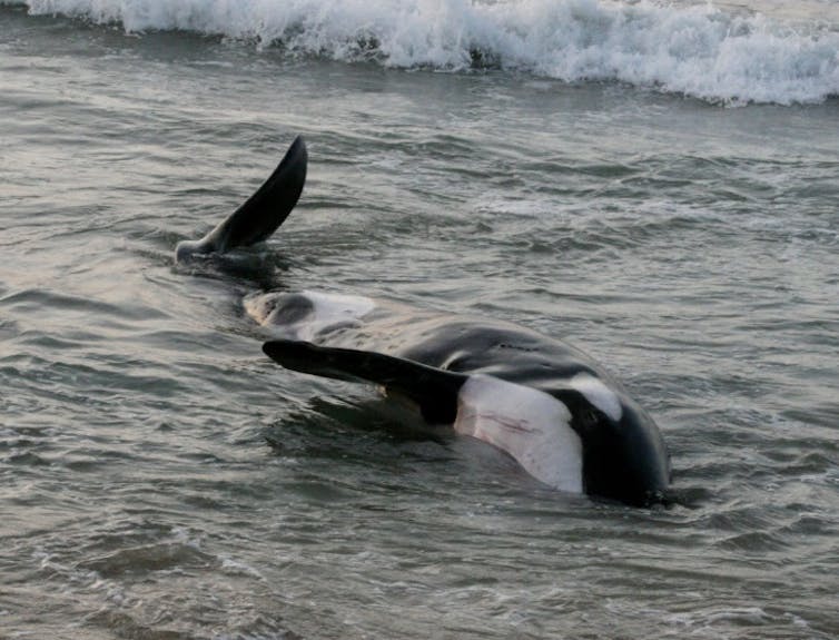 A dead killer whale lies on her side in shallow water.