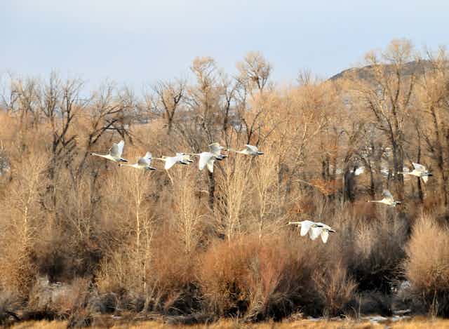 Trumpeter swans in flight