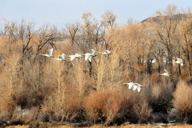 Trumpeter swans in flight