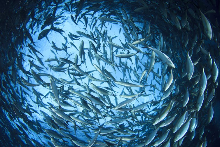 Una escuela para peces