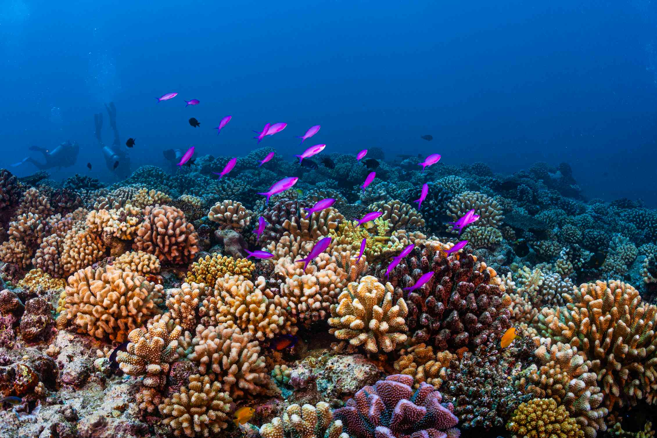 Сообщество кораллового рифа