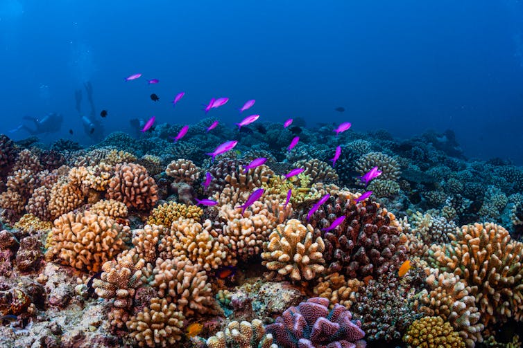 Un arrecife de coral en Tahití