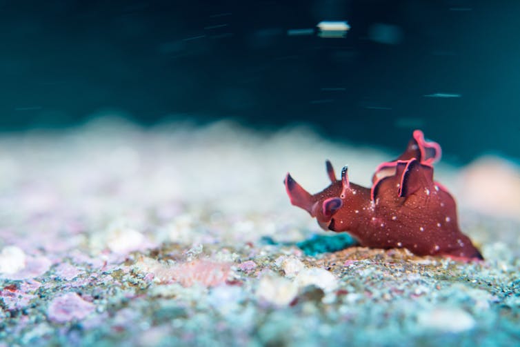 A sea hare