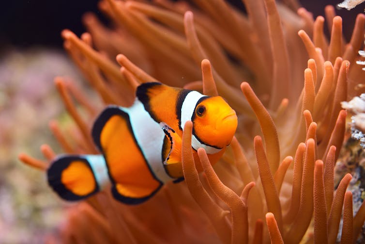 A clownfish